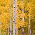 Aspen Wallpaper