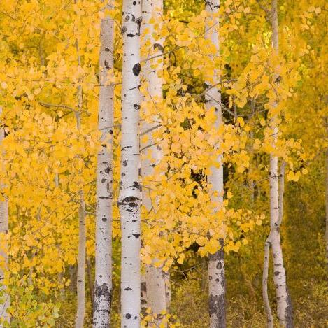 Aspen Wallpaper